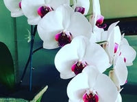 Phalaenopsis Orchid Flower Seeds for Garden Planting – Heirloom, Non-GMO Tropical Blooms