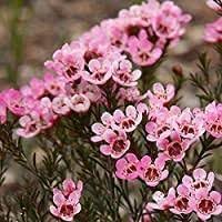 Geraldton Wax Flower Seeds for Planting - 100 pcs seeds for planting in home garden