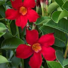Heirloom Dipladenia Flower Seeds, Non-GMO Tropical Vining Blooms for Decorative Garden Planting