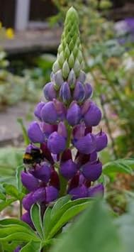 Lupine Flower Seeds Violet for Planting 100 pcs seeds for planting in home garden