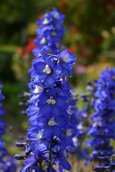 Organic Blue Matthiola Incana Flower Seeds for Planting – Heirloom, Non-GMO