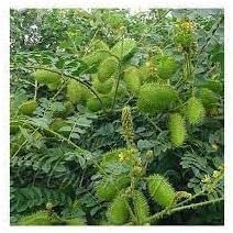 Bonducella (Bonducella scientific name) for planting in garden