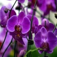 Purple Butterfly Orchid Seeds for Planting - NON GMO Seeds