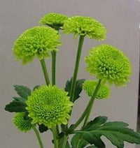Green Chrysanthemum Flower Seeds - 100 pcs