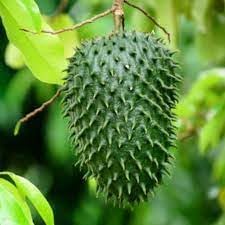 Guanabana fruit seed collection