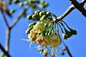 Green Ceiba Pentandra Flower Seeds for Planting - 100 pcs