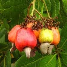 Green Cucumis melo melon seeds