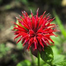 Heirloom (Heirloom scientific name) for planting in garden