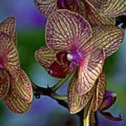100 Pcs