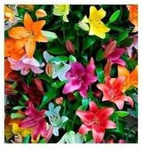 Lluvia Flower Seeds for Planting ƒ?? Organic, Heirloom, Non-GMO Rain Flower Garden Seeds for planting in your garden.