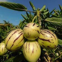20pcs Solanum Fruit Seeds - Grow Unique Solanum Fruits in Your Yard 100 Pcs pcs