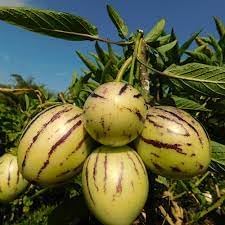 20pcs Solanum Fruit Seeds - Grow Unique Solanum Fruits in Your Yard 100 Pcs pcs