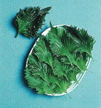 Perilla Vegetable Seeds for Planting - 100 Pcs pcs