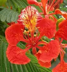 Heirloom Non-GMO Gulmohar Flower Seeds for Planting – Red Tree Blooms for Landscapes - Non-GMO for planting in home garden