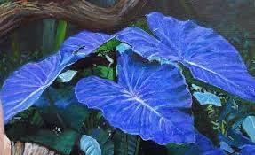 Bicolor Plant Seeds for Planting - NON GMO Seeds for planting in home garden