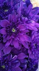 Heirloom (Heirloom scientific name) for planting in garden