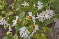 Jasmine flower seeds - NON GMO Seeds for planting in home garden