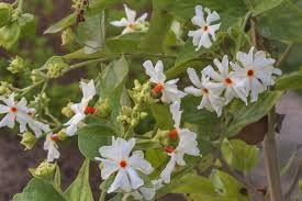 Jasmine flower seeds - NON GMO Seeds for planting in home garden
