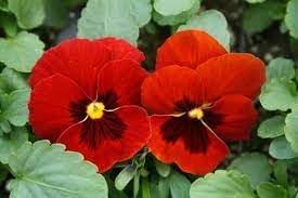 Viola Red Blue Flower Seeds for Planting - NON GMO Seeds for planting in home garden