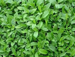 100 Pcs