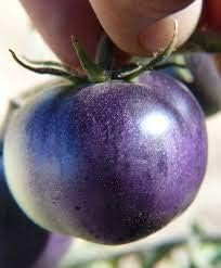 Tomato Seeds for Planting, Blue, 100 Pcs pcs