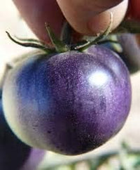 Tomato Seeds for Planting, Blue, 100 Pcs pcs