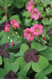 Oxalis Flower Planting Seeds for Garden NON GMO Seeds