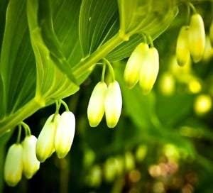 Green Polygonatum (Solomon’s Seal) Plant Seeds for Planting-Garden Elegance Scientific Name Placeholder for planting in home garden