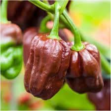 Habanero chili Capsicum chinense seeds for planting in urban garden