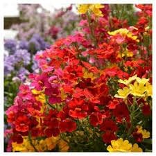 Nemesia Carnival Mix Flower Seeds – Heirloom Non-GMO Seeds for Bright and Fragrant Garden Planting
