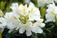 Catawbiense Flower Seeds Heirloom Non GMO Planting - 100 pcs for planting in home garden