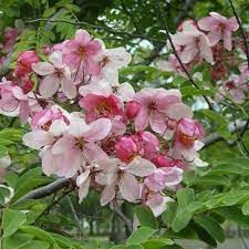 Javanica Flower Seeds for Planting - NON GMO Seeds for planting in home garden