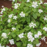 Heirloom Madagascar Flower Seeds for Garden Planting, Non-GMO, Tropical Blooms for Vibrant Landscapes