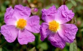 Zistrose Flower Seeds for Planting - 100 pcs
