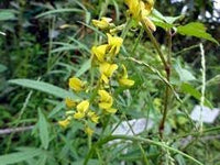 Corchorus Flower Seeds for Planting - 100 pcs