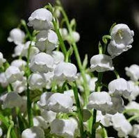 Heirloom Non-GMO Valley Flower Seeds for Garden Planting – Fragrant Shade-Loving Blooms