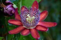 Passiflora Alata Flower Seeds for Planting- NON GMO Seeds
