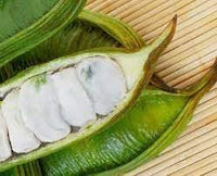 Inga Edulis Plant Seeds - Tropical Delight for Your Garden 100 Pcs pcs