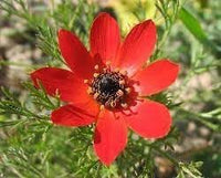 Adonis Flower Seeds for Garden Planting - 100 pcs for planting in your garden.