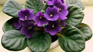 Heirloom Non-GMO African Violet Flower Seeds for Planting – Indoor Blooming Variety