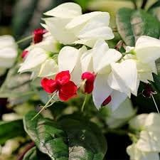 Bleeding Heart Flower Seeds for Planting - NON GMO Seeds seeds for planting in home garden