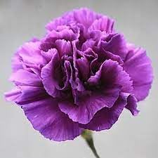 Carnation Flower Seeds for Planting, Heirloom, Non-GMO, 100 pcs