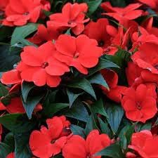 Walleriana Flower Seeds for Planting - 100 pcs