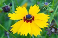Heirloom Coreopsis Basalis Flower Seeds for Garden Planting, Non-GMO, Golden Blooms for Wildflower Beds