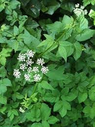 Aegopodium Podagraria Herb Seeds Heirloom, Non-GMO Ground Cover Seeds for Planting