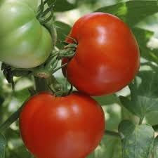 100 Pcs