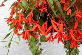 Boliviensis Flower Seeds for Planting - NON GMO Seeds for planting in home garden