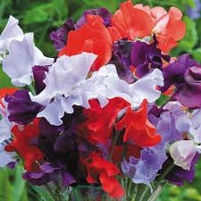 Pea Flower Seeds for Planting – 100 pcs