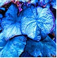 Caladium Sky Blue Flower Seeds for Planting NON GMO Seeds for planting in home garden