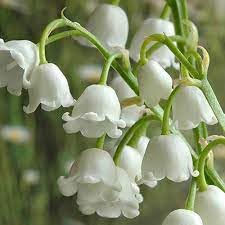 Heirloom Non-GMO Valley Flower Seeds for Garden Planting – Fragrant Shade-Loving Blooms